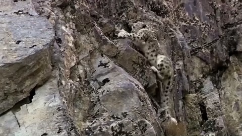 Snow Leopard: Stealthy Predator Conquering Extreme Heights and Unbelievable Challenges