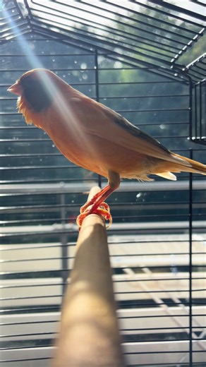 Guide to Canaries: Caring for Pet Birds