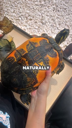 This turtle's transformation is so satisfying ✨ #TurtleCare #AnimalRescue