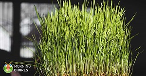 How to Develop Fodder Systems to Feed Your Animals Cheaply in 6 Steps