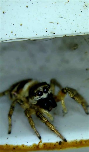 Zebra Jumping Spider: Nature's Mighty Leaper