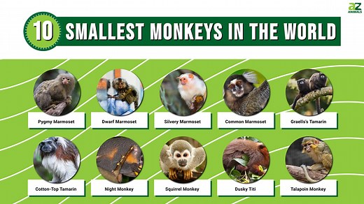The Smallest Monkeys in the World