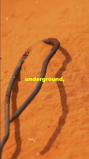 Gila Monster: The Venomous Lizard You Need to Know!