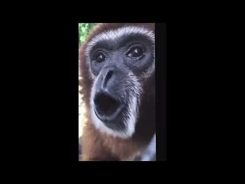 Monkey Screams, Spins, And Dissappers (Monkey Meme)