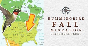 2025 Fall Hummingbird Migration (Canada & United States) — Empress of Dirt