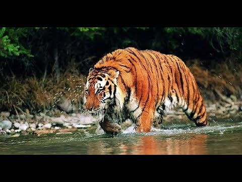 The biggest tiger ever recorded in the wild weighed around 700 pounds.