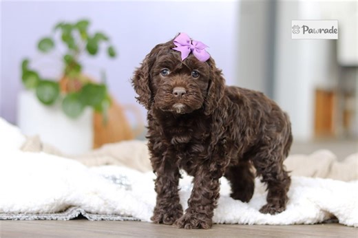 Bitsy - Cockapoo Puppy 866469