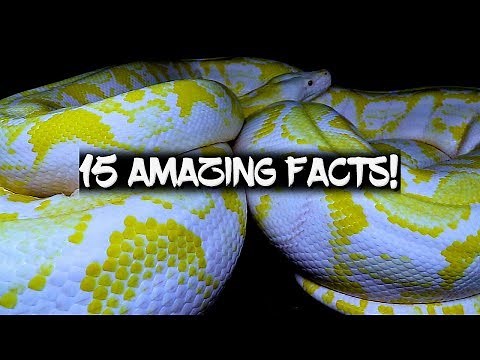 15 Amazing Facts about Reticulated Pythons!