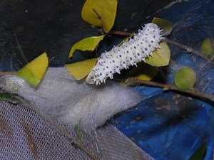 Cocoons and pupae