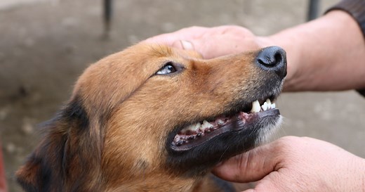 Understanding Puppy Teeth Stages