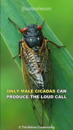 Cicada | The Loudest Insect On Earth