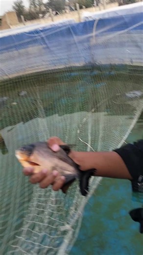 fisheries (@pure_stream)’s videos with original sound - A_🥹🫀