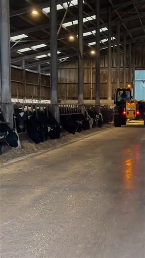 Inside Daly Agri: Large-Scale Calf-to-Beef System with @Sean Collins full video out now. #farming # | Grasstec