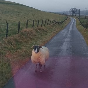 10M views · 109K reactions | Angry Scottish man vs Sheep = Greatest road rage video of all time  | LADbible | Facebook