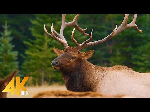 Wild Animals of Canada in 4K UHD - Part #1 - Beautiful Deer and Elks - Best of Wild Canada