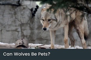 Can Wolves Be Pets? (Why It Is A Bad Idea) | Misfit Animals