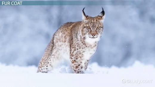 Lynx Adaptations: Lesson for Kids