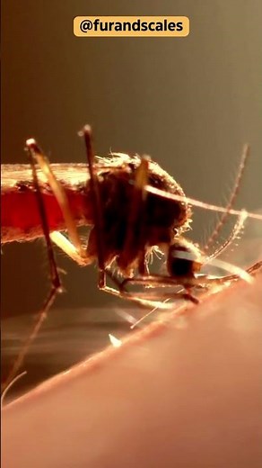 Mosquitoes How They Suck Blood and Why!