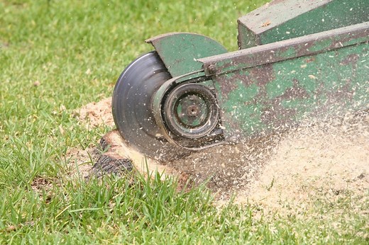 What To Do After Stump Grinding: Grow Grass After Tree Removal