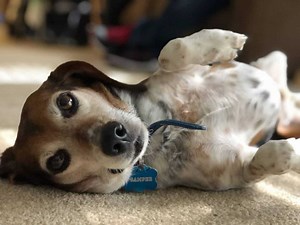 7 Reasons Why Dogs Howl and What You Can Do About It - Your Dog Advisor