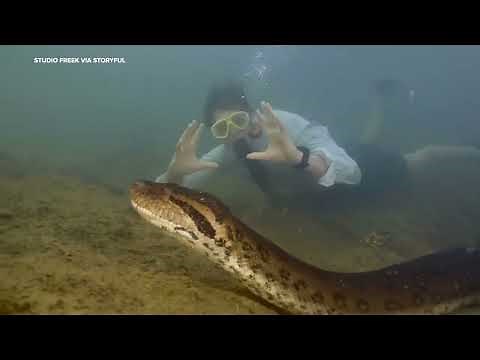 Scientists discover new species of anaconda in the Amazon