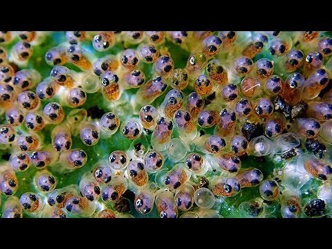 Clown Fish Eggs – Finding Nemo’s Children - Clown Fish Babies.