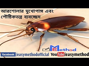Dissection of Cockroach(americana)|Bio-practical|Class 11-12
