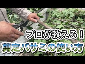 剪定鋏の使い方・・基本1【造園】