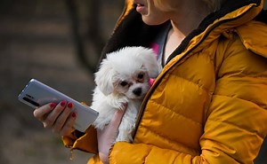 JustAnswer Vet Reviews: Legit Dog Advice Or Scam? - Canine Journal