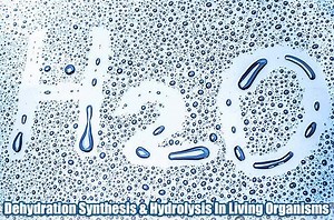 Dehydration Synthesis | Hydrolysis | Types, Reactions, & Roles