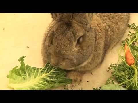 Darius the world's largest bunny rabbit