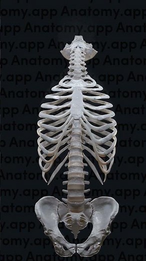 Flexion and extension of the spine