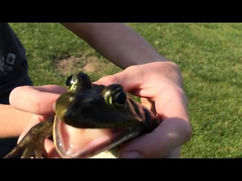 Screaming Frog!