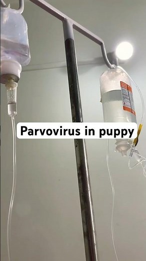 Parvovirus in puppy || Parvo dog virus treatment || #parvovirus #puppy