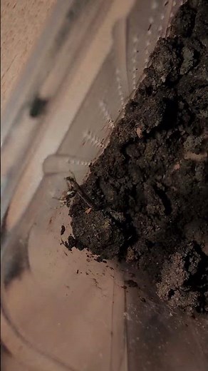 Zebra jumping spider look at the camera 👀