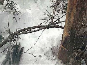 How to Set a Spring Loaded Snare Trap