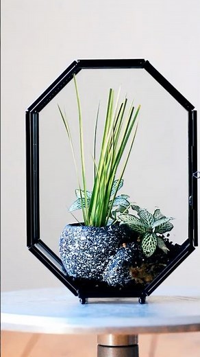 A octagon jumping spider terrarium planted with Acorus calamus and nerve plants