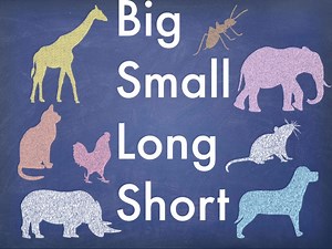Big Small Long Short