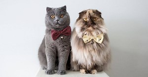 Boy Cat Names – 500  Ideas for Male Kittens - Find Cat Names