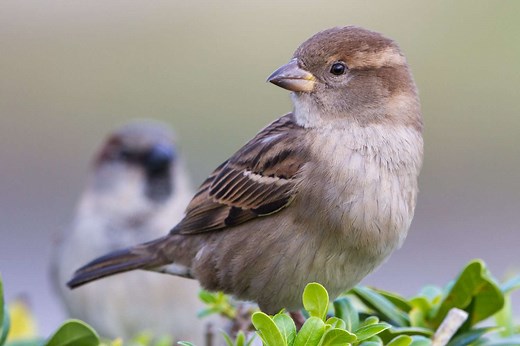 How to Get Rid of Sparrows in Your Yard