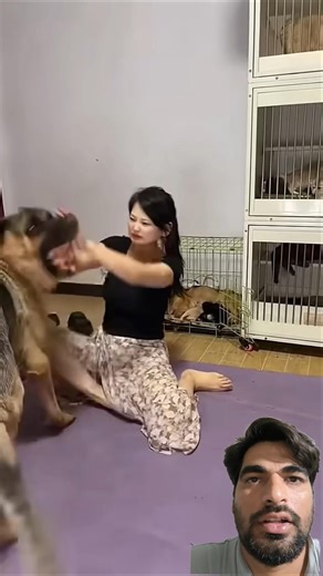 Dog wants Full Masti but she Ignored #puppy #labrador #bulldog #doglife #mastiff #goldenret #pets