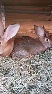 Accouplement de mes 2 femelles