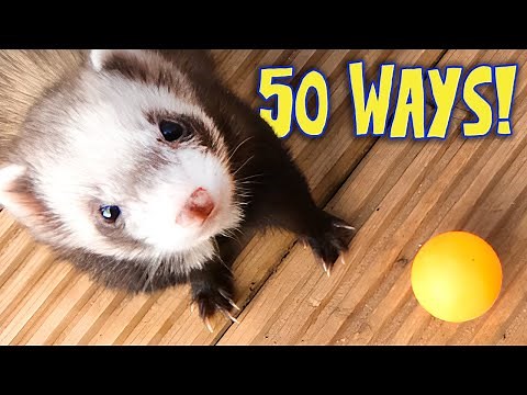 50 Ways to Play with Ferrets