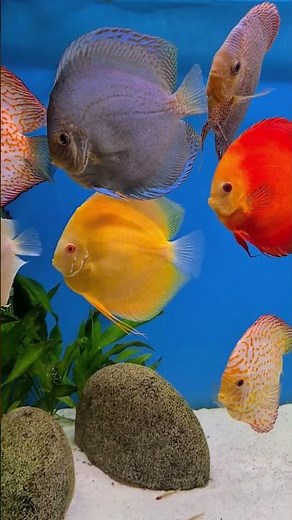 The stunning discus fish aquarium.