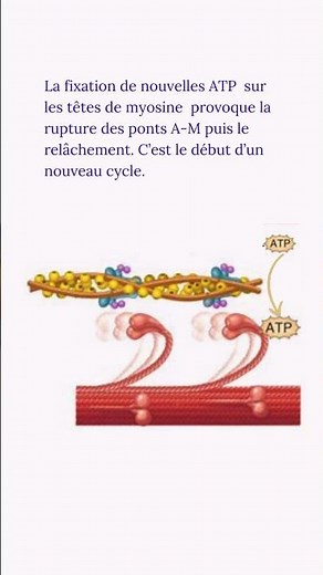 Cycle de la contraction musculaire