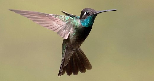 Rivoli's Hummingbird Identification, All About Birds, Cornell Lab of Ornithology
