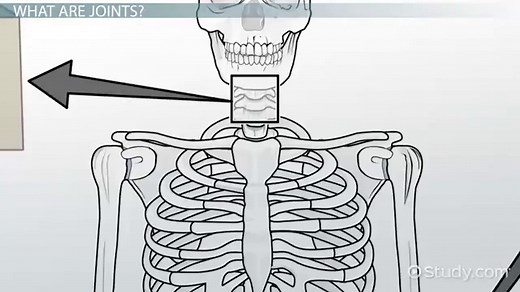 Pivot Joints | Definition, Types & Function
