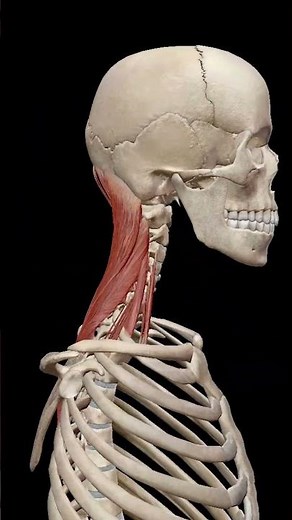 Physiology of Neck Muscles
