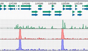 ChIP-Seq Data Analysis Workflow | DNASTAR
