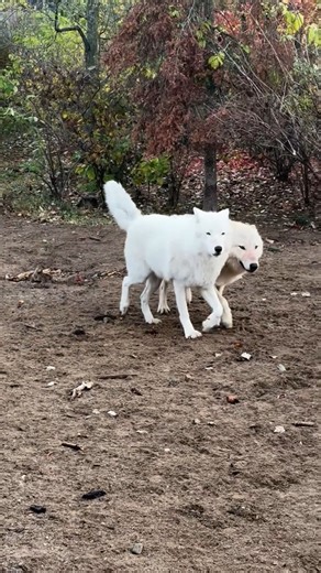 When interpreting wolf behavior, paying attention to tail positions can reveal how a wolf feels in various situations. In today's ethogram video, Abby, our assistant wolf curator, explains the different tail positions and their meanings in different situations. #wolves #wolf #wolfwednesday #wolfbiology #wolffacts | International Wolf Center